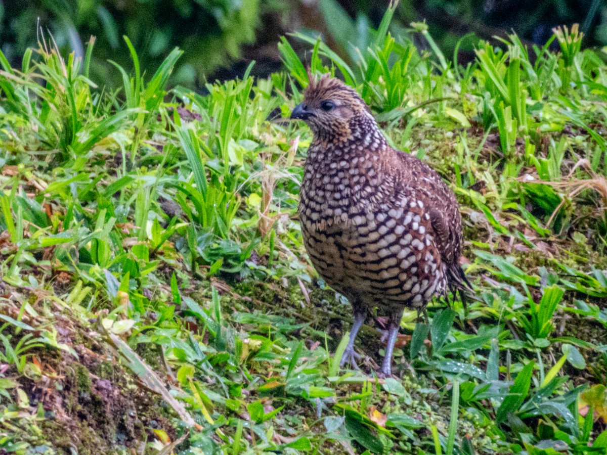 Crested Bobwhite - ML637677750