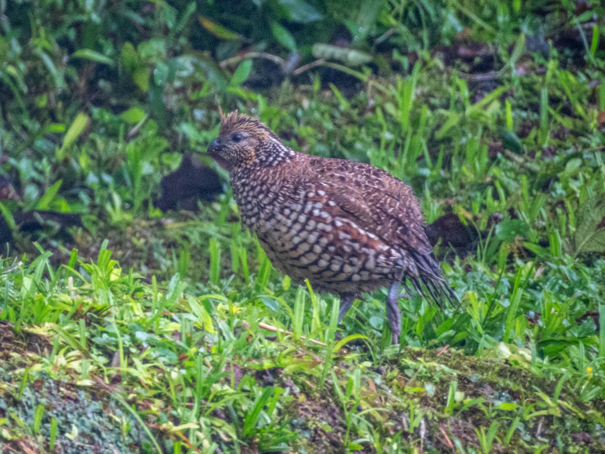 Crested Bobwhite - ML637677751