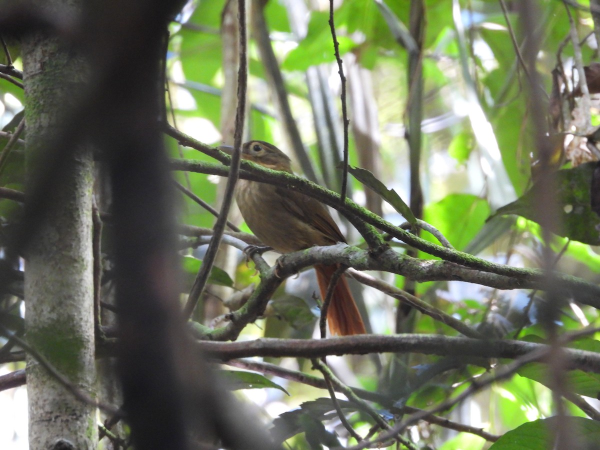 Ochre-throated Foliage-gleaner - ML637677775