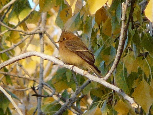 Tufted Flycatcher - ML637677810