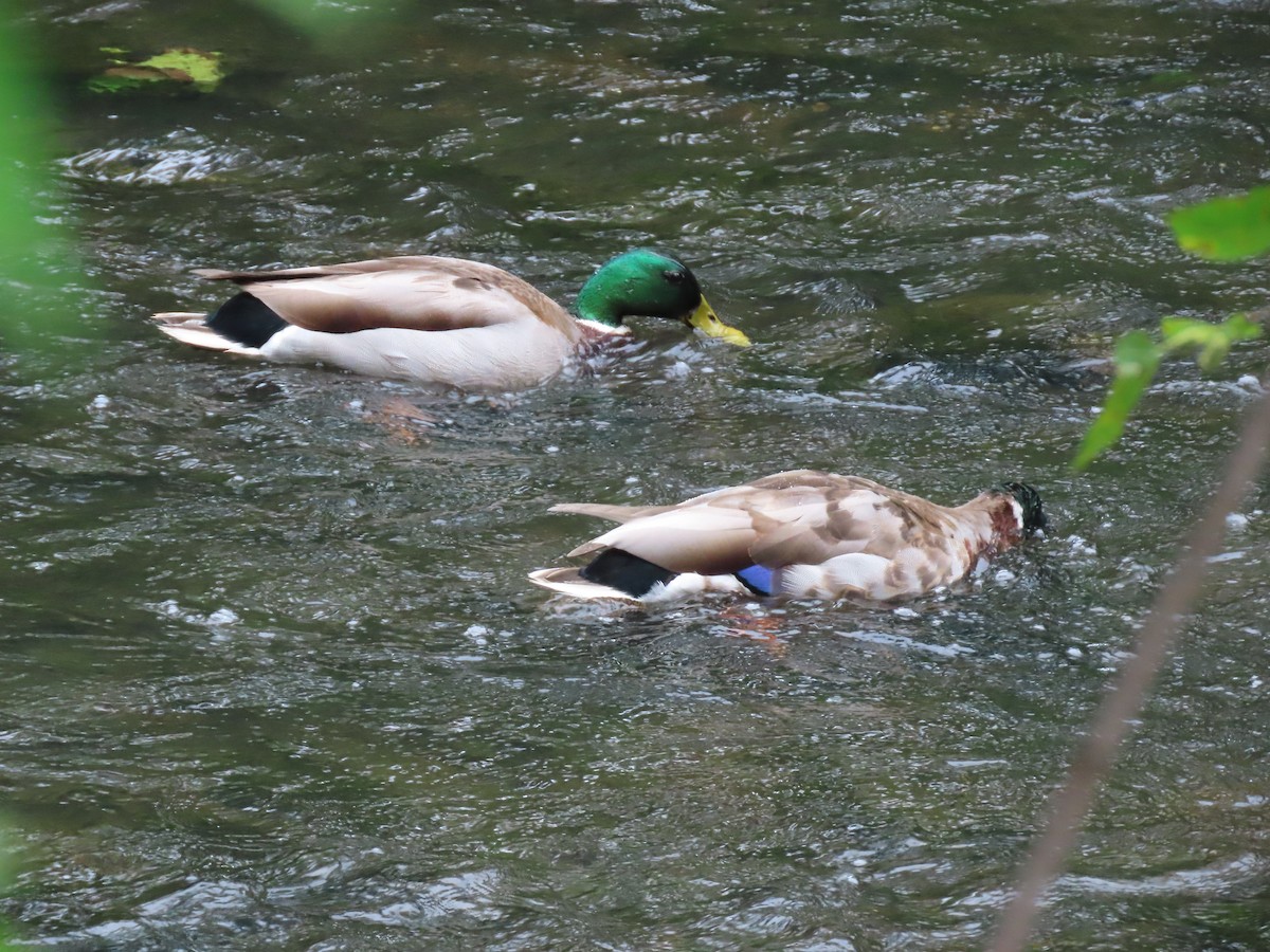 マガモ - ML637677850