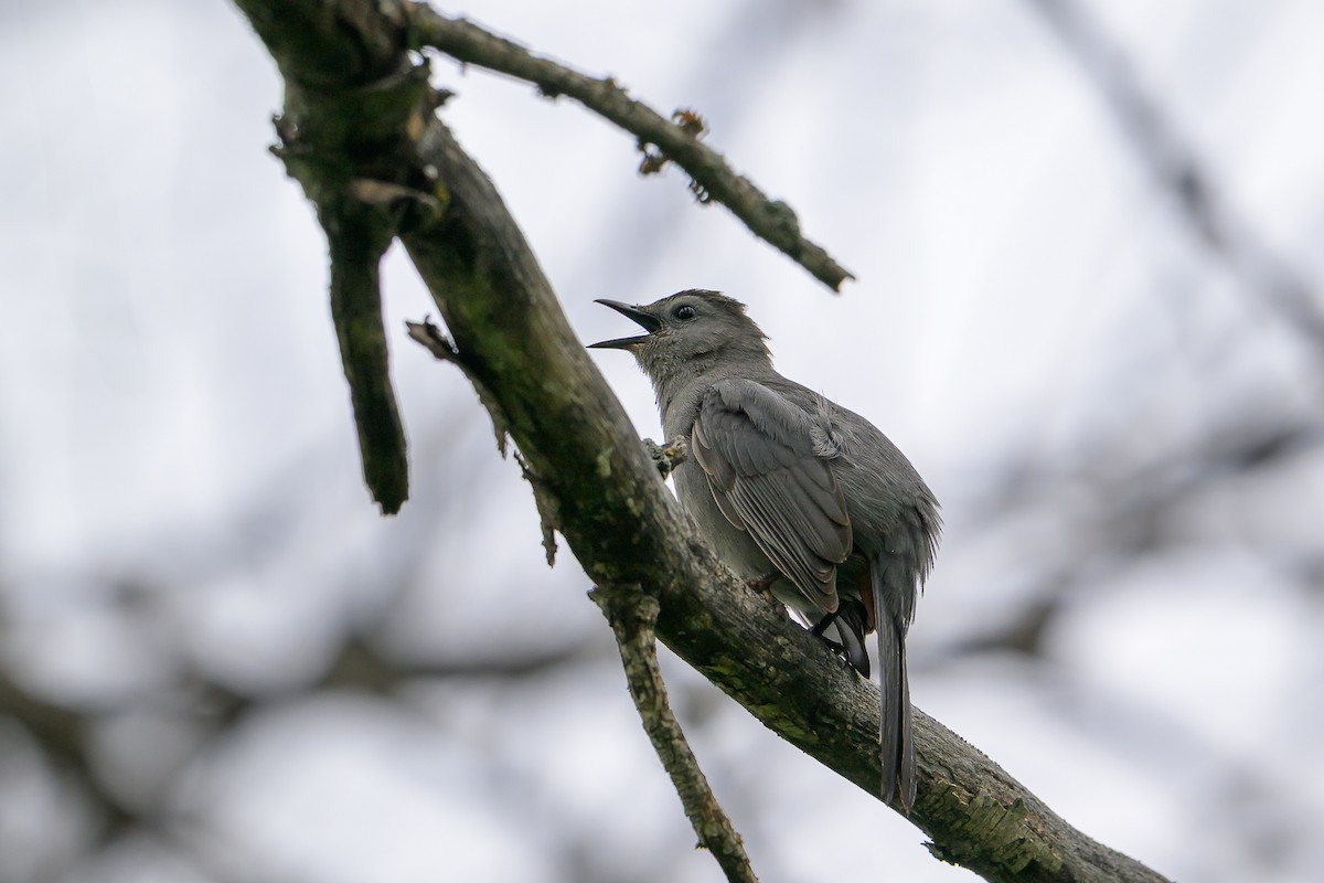 Gray Catbird - ML637677954