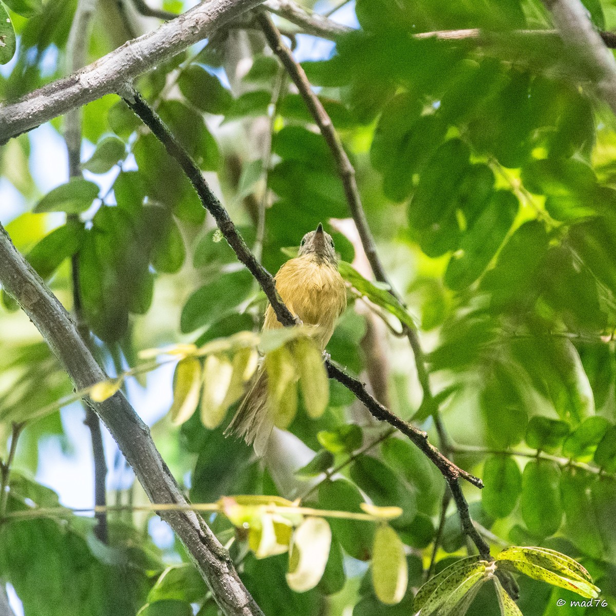 Ochre-bellied Flycatcher - ML637677983