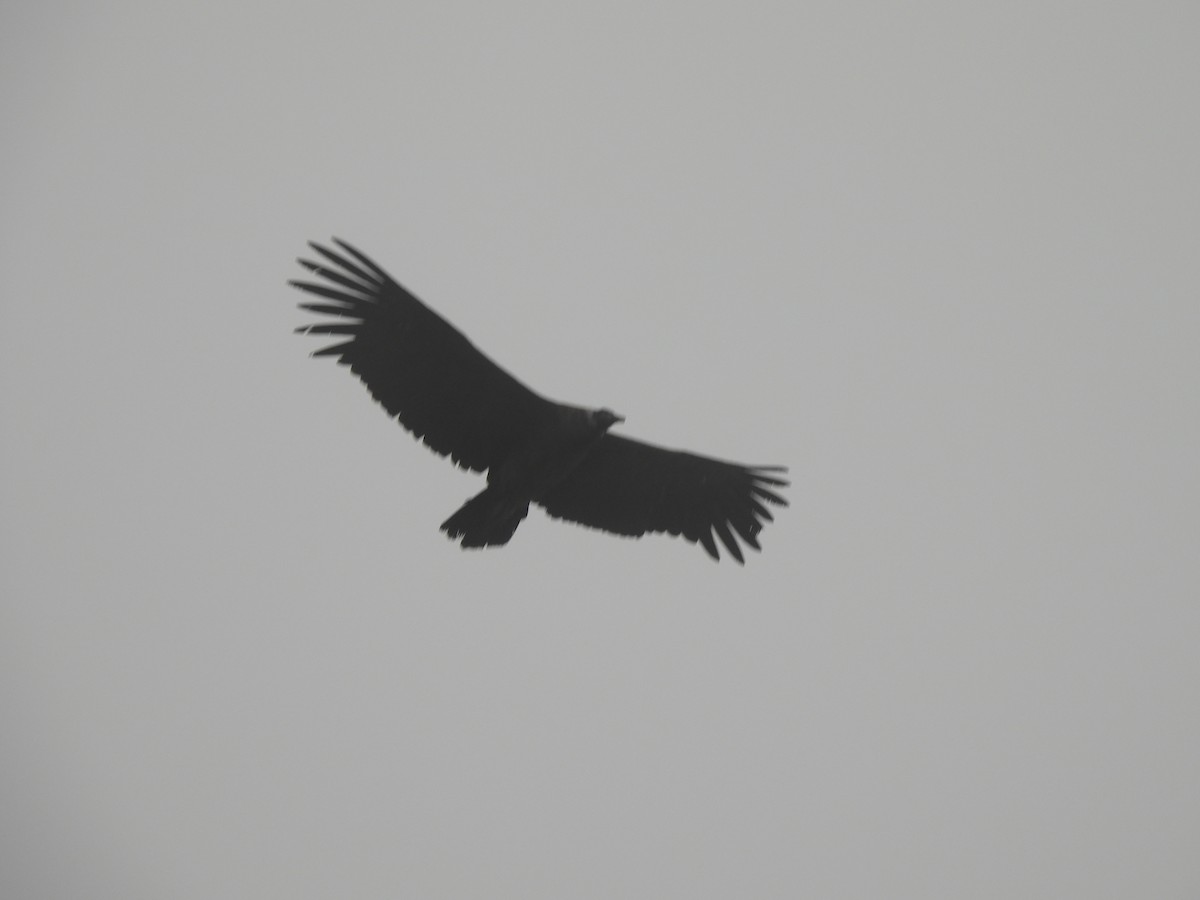 Andean Condor - ML637678045