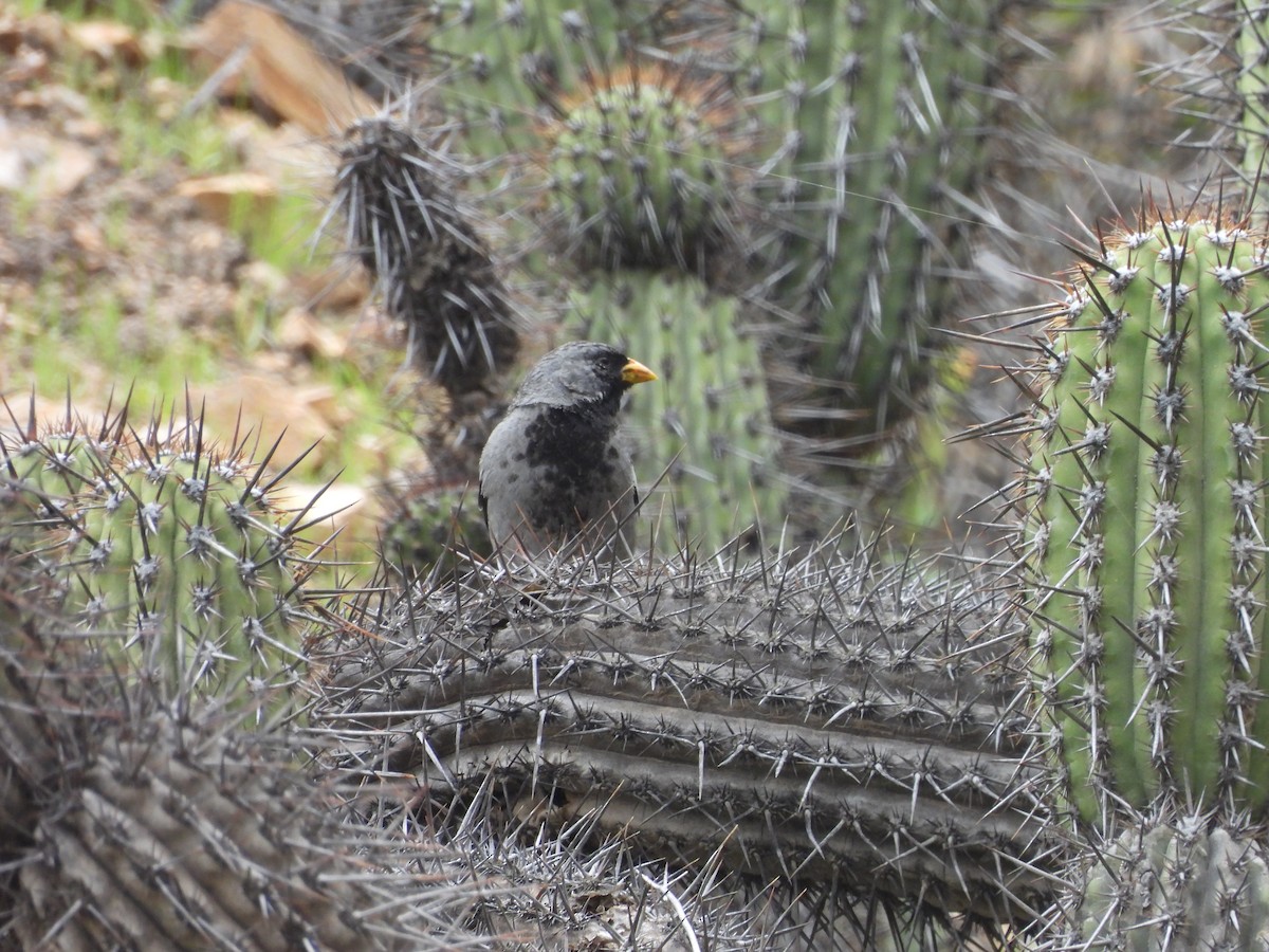 Mourning Sierra Finch - ML637678092