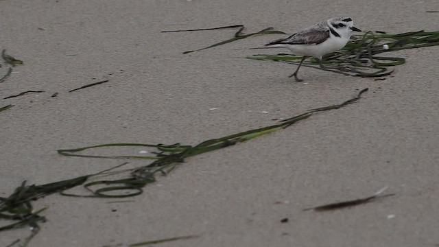 Snowy Plover - ML637678116