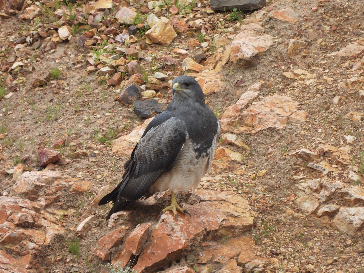 Black-chested Buzzard-Eagle - ML637678197