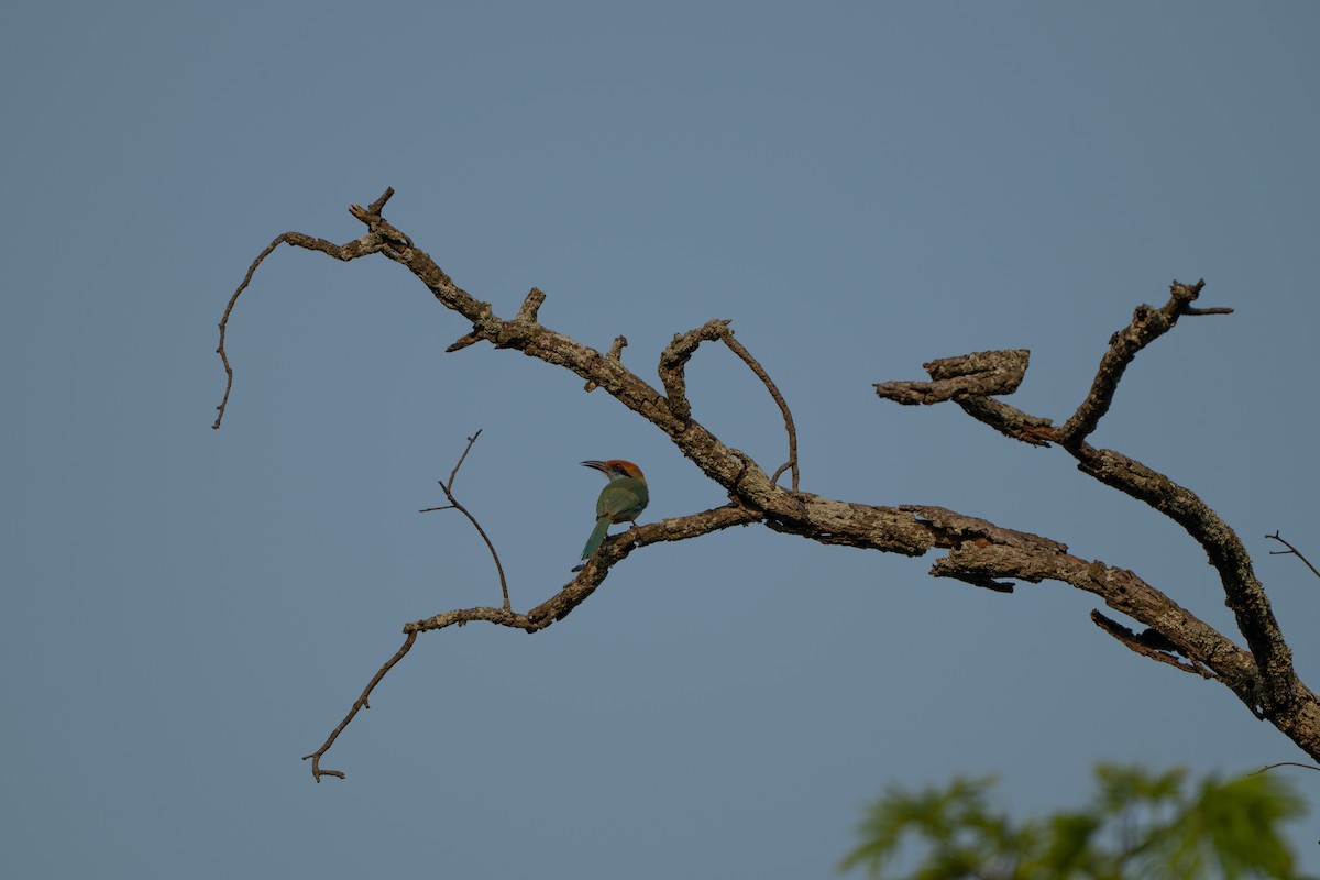Russet-crowned Motmot - ML637678209