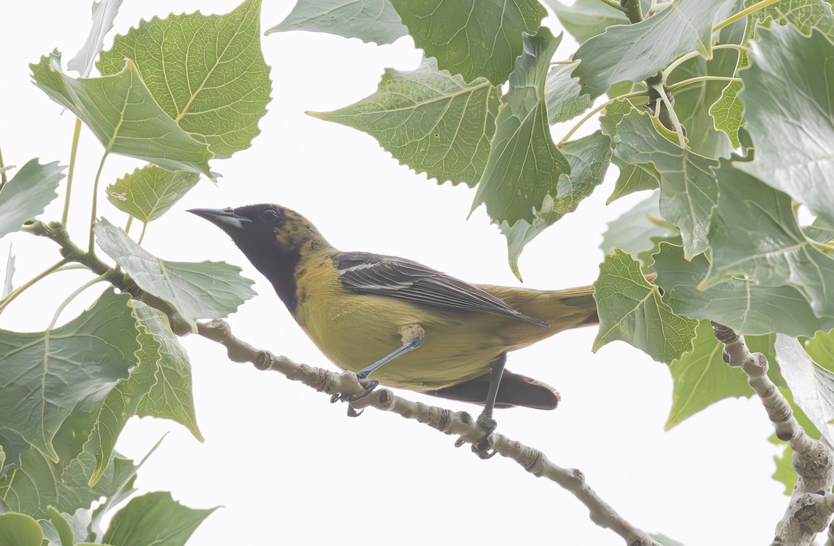 Orchard Oriole - ML637678252