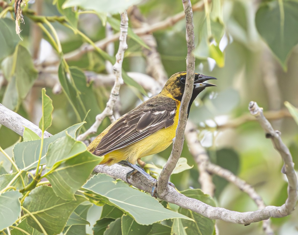 Orchard Oriole - ML637678253