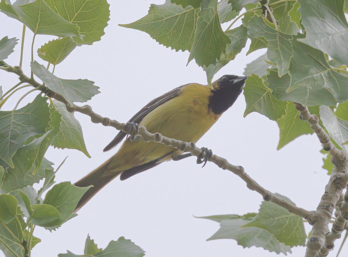 Orchard Oriole - ML637678254