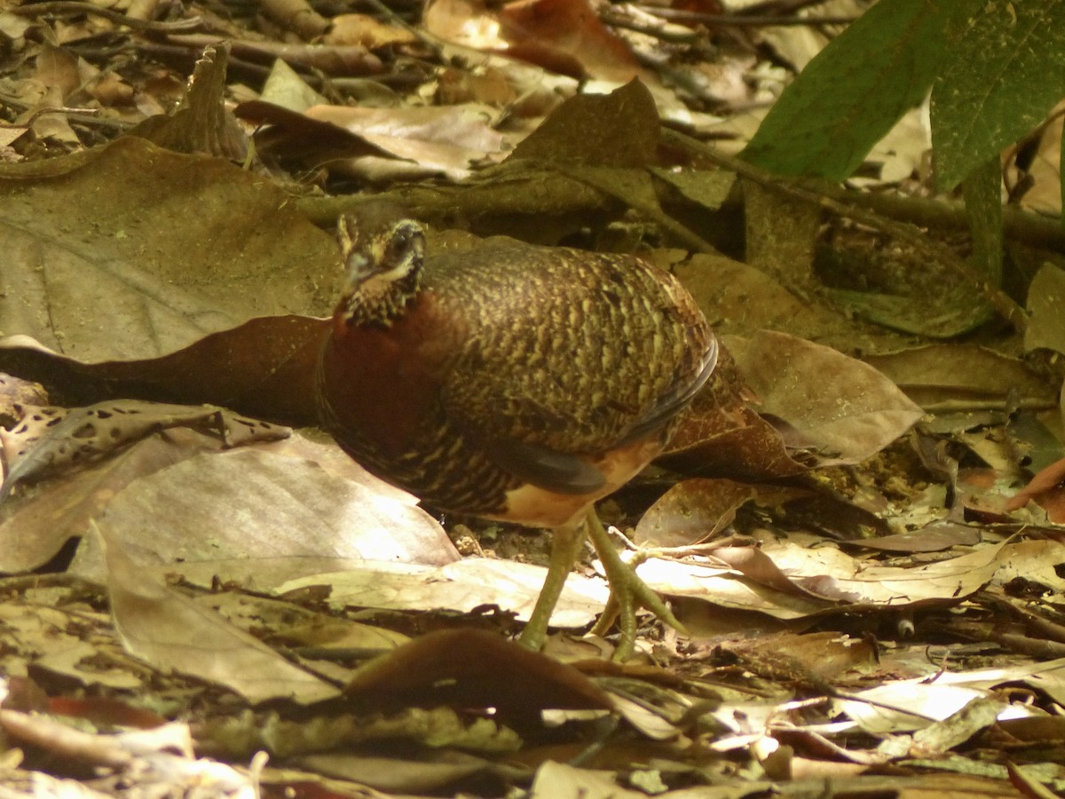 Sabah Partridge - ML637678342