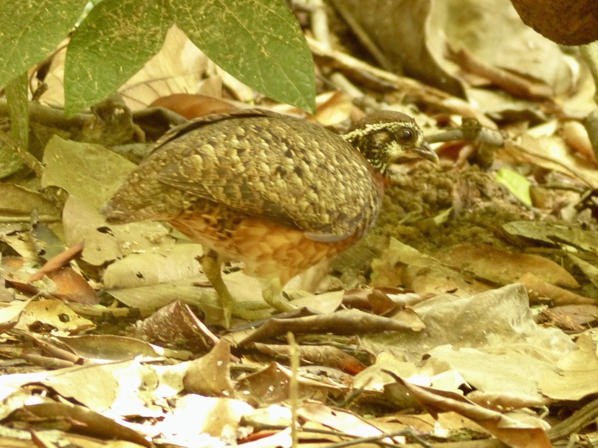Sabah Partridge - ML637678343