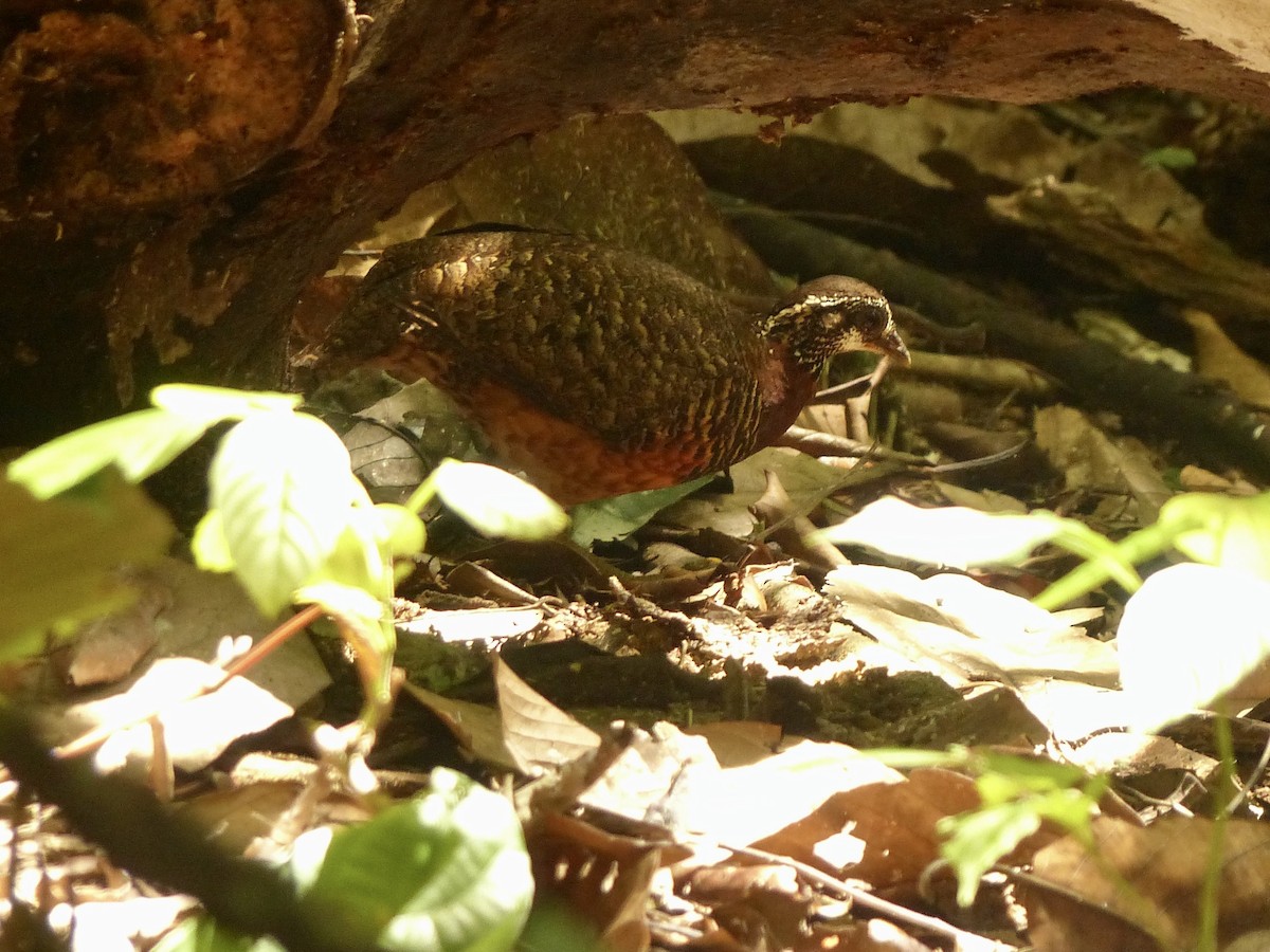 Sabah Partridge - ML637678344