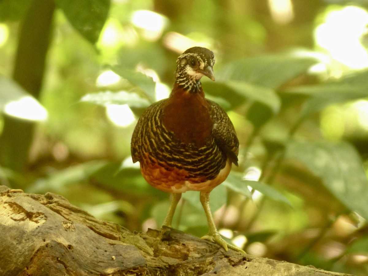 Sabah Partridge - ML637678345