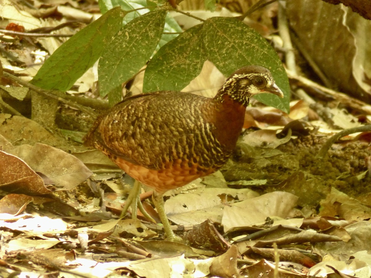 Sabah Partridge - ML637678346