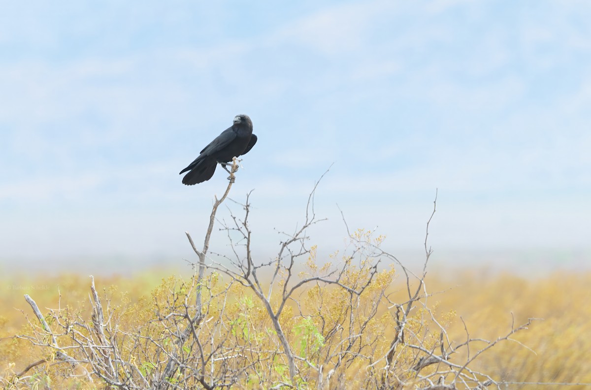 Chihuahuan Raven - ML637678350