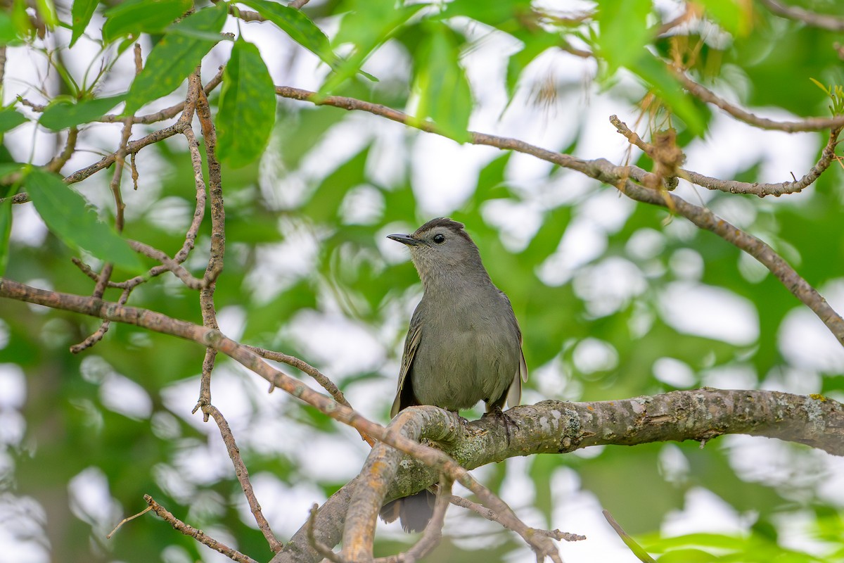 Gray Catbird - ML637678359