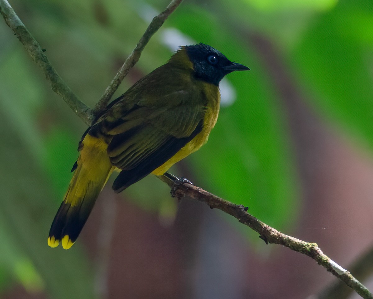 Black-headed Bulbul - ML637678432