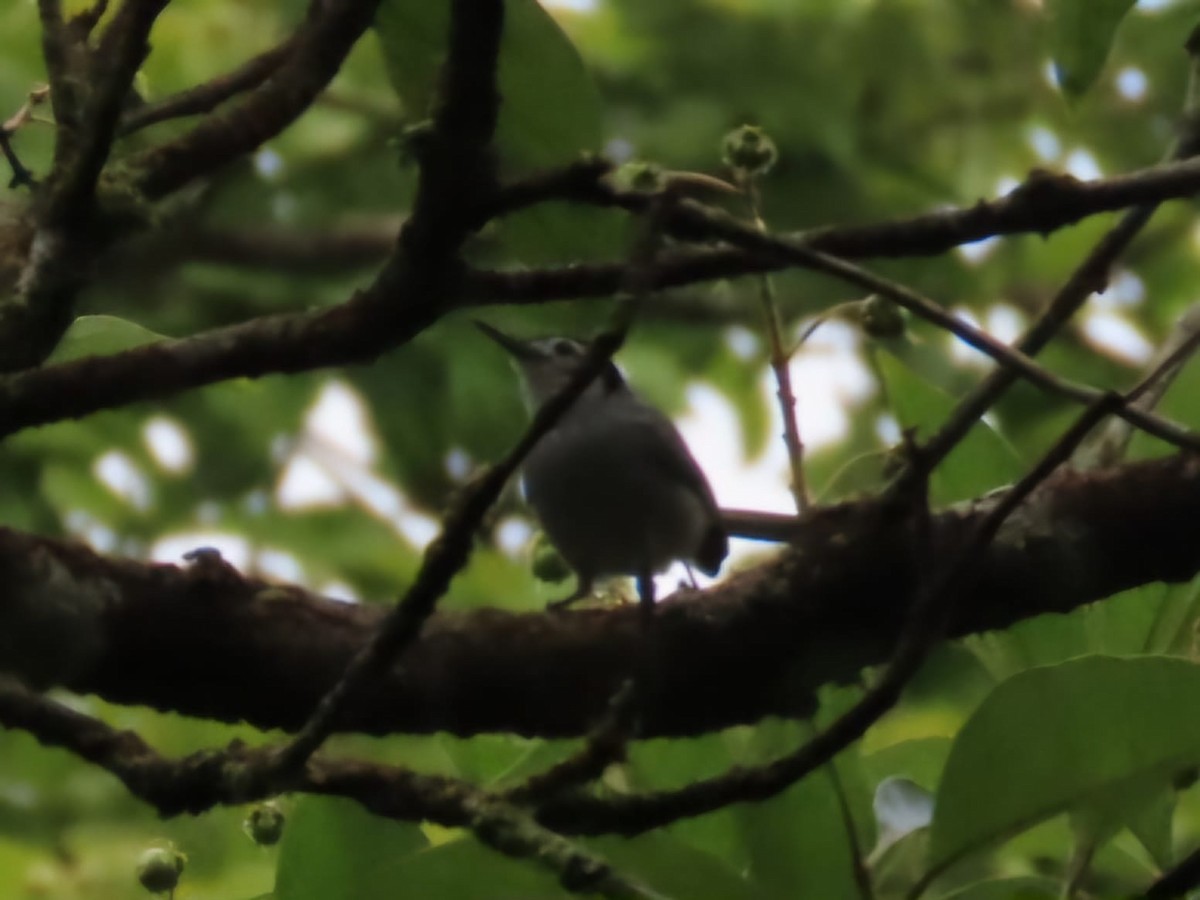White-browed Gnatcatcher - ML637678443