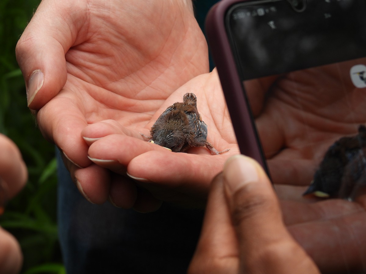 Northern House Wren - ML637678452