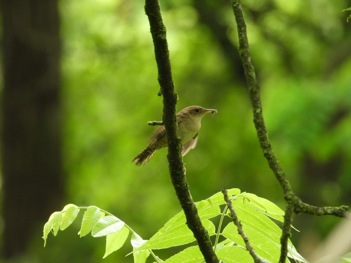 Northern House Wren - ML637678456