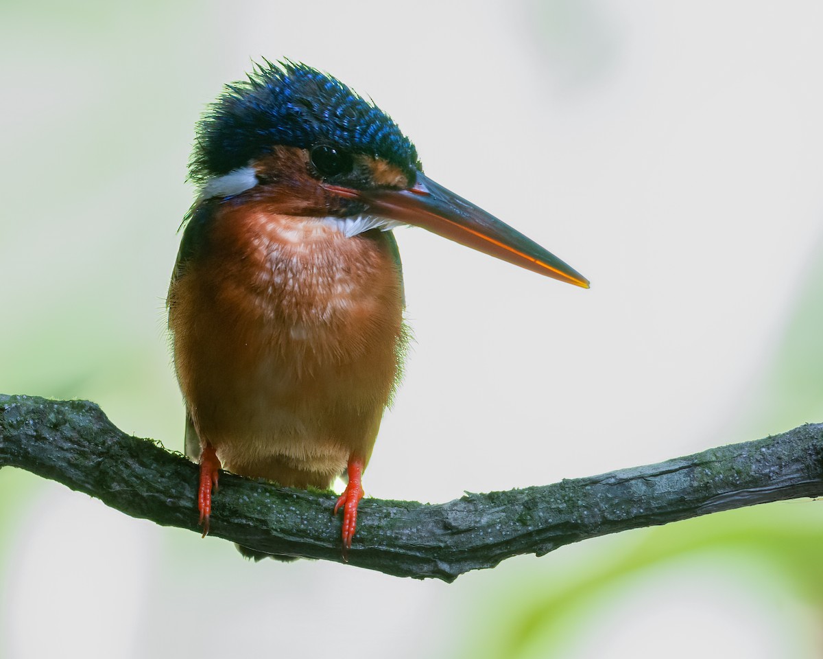 Blue-eared Kingfisher - ML637678484