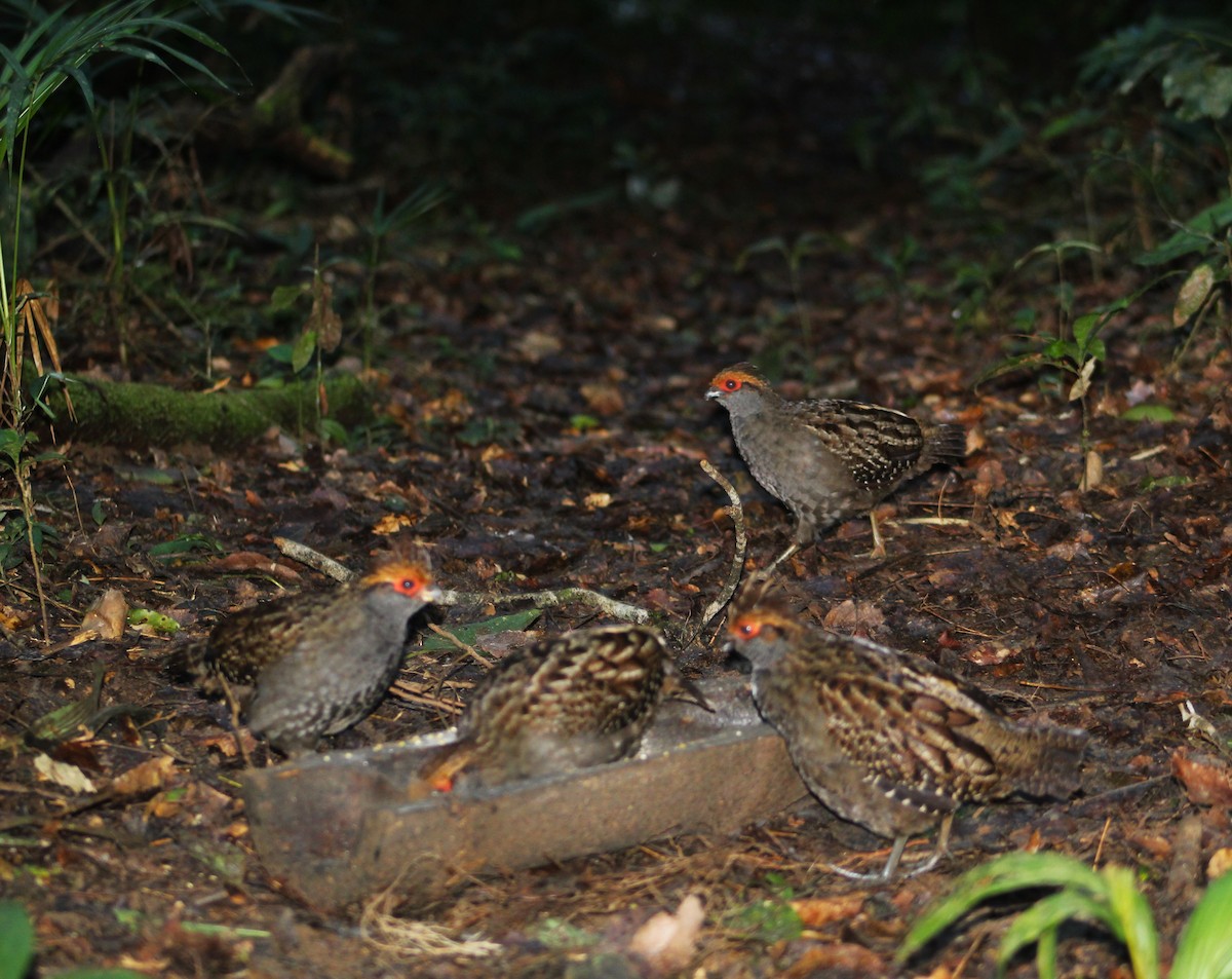Spot-winged Wood-Quail - ML637678485