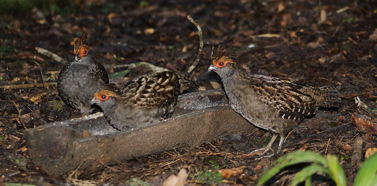 Spot-winged Wood-Quail - ML637678486