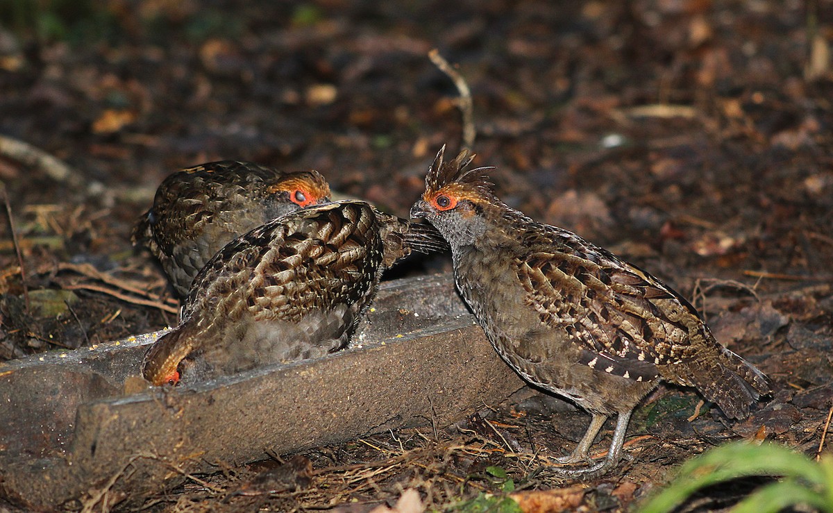 Spot-winged Wood-Quail - ML637678487