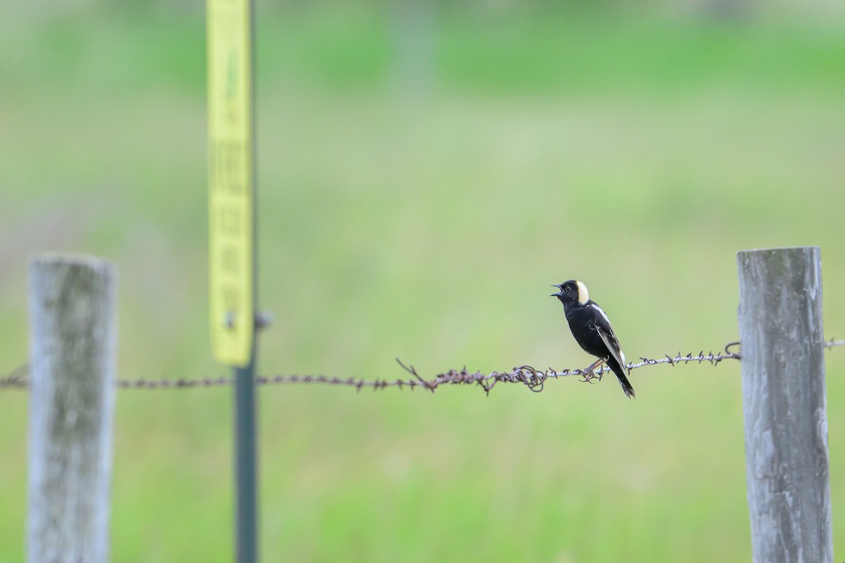 Bobolink - ML637678496