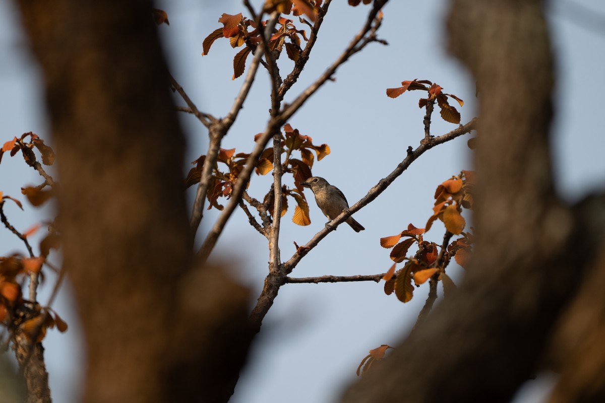 blyvireo - ML637678504