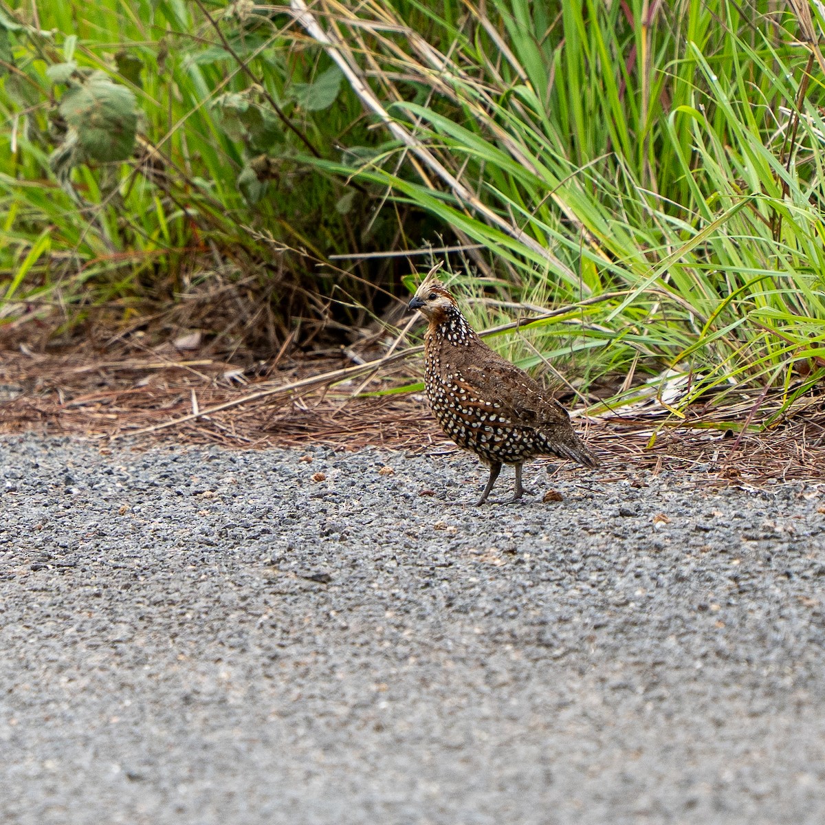 Crested Bobwhite - ML637678557