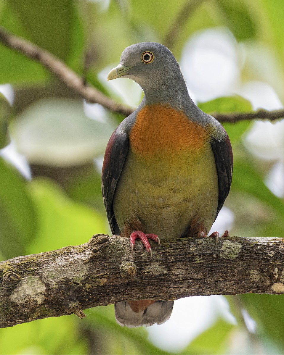 Little Green-Pigeon - ML637678579