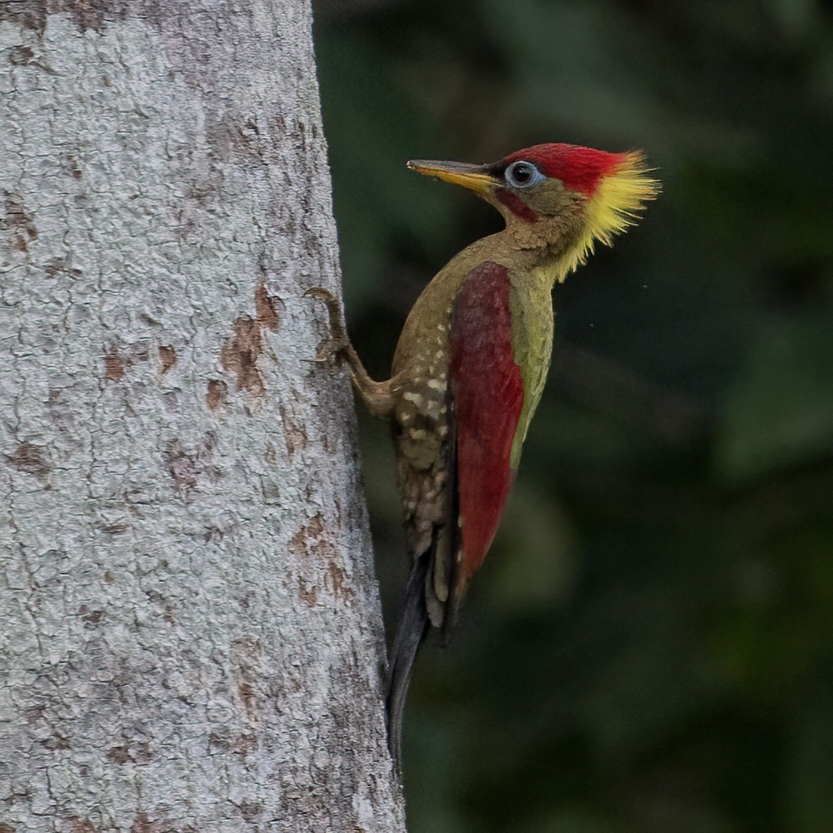Crimson-winged Woodpecker - ML637678588