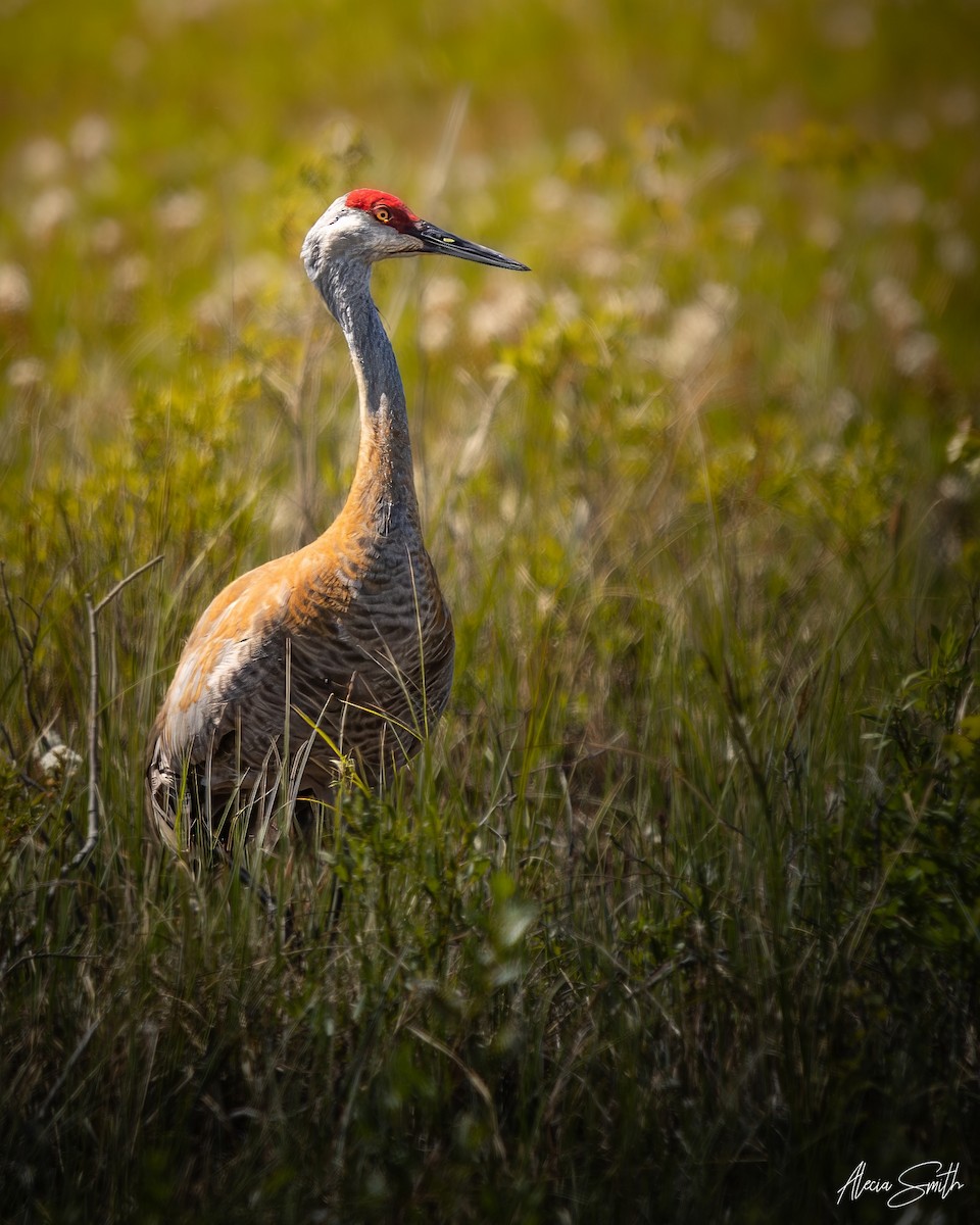 Sandhill Crane - ML637678589