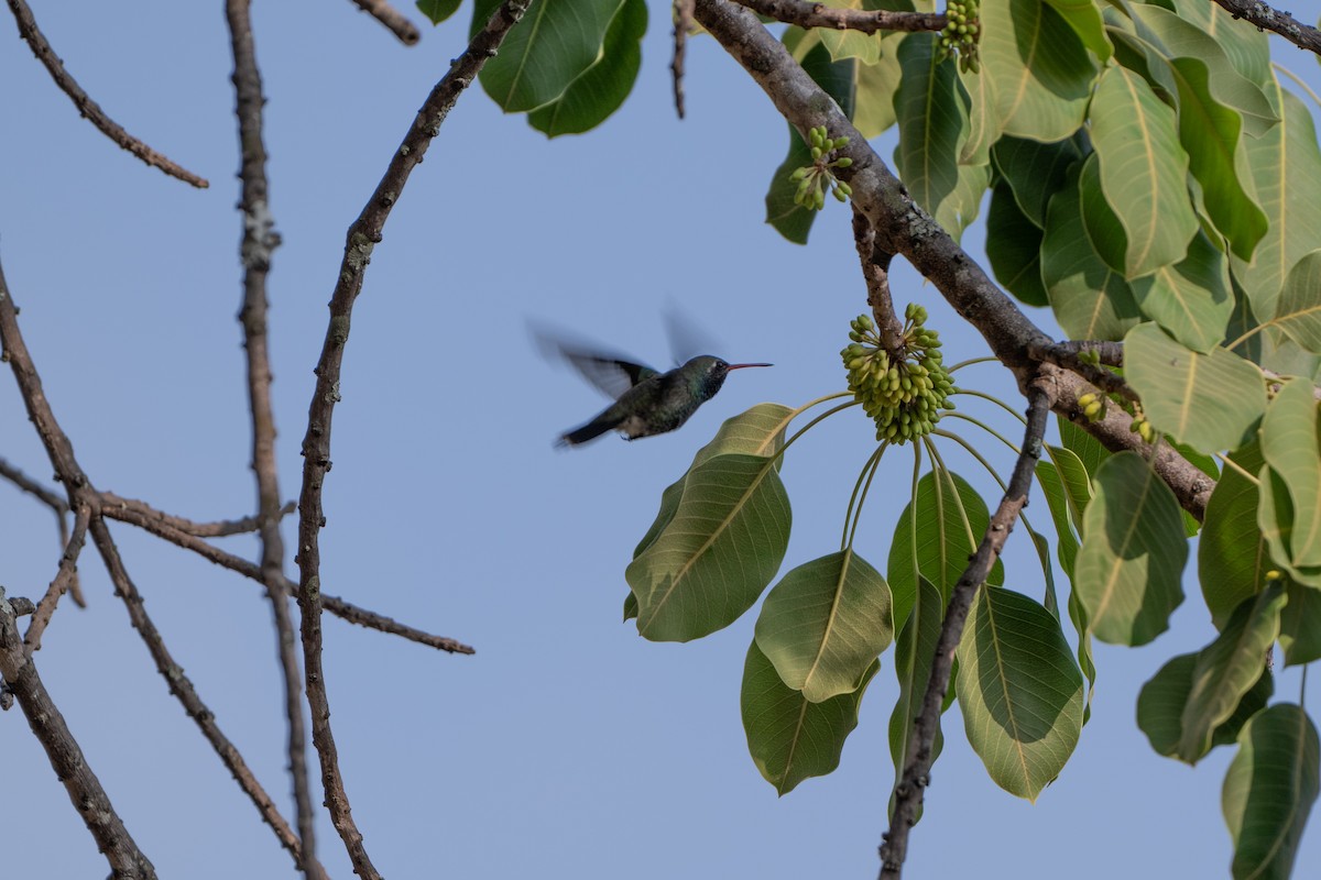 brednebbkolibri - ML637678594
