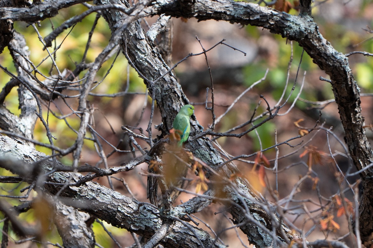 Mexican Parrotlet (Mexican) - ML637678607