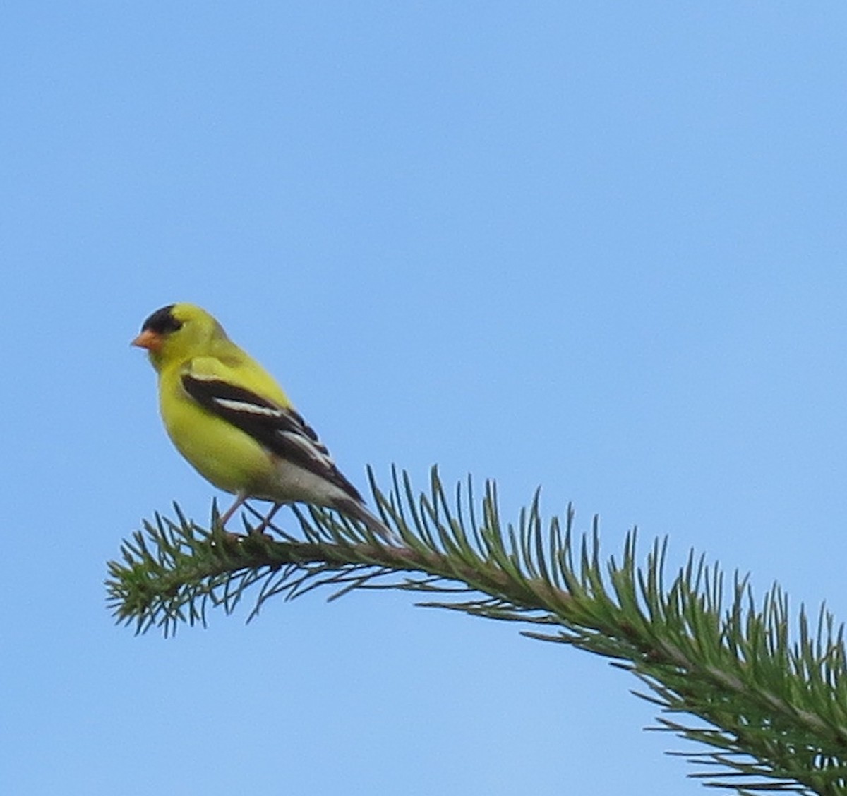 American Goldfinch - ML637678613