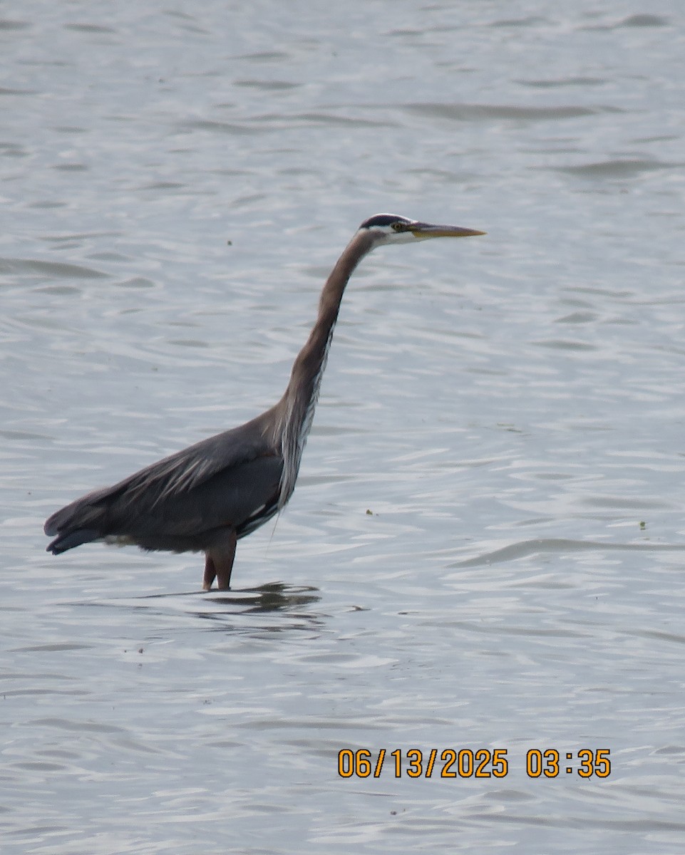 Great Blue Heron - ML637678631