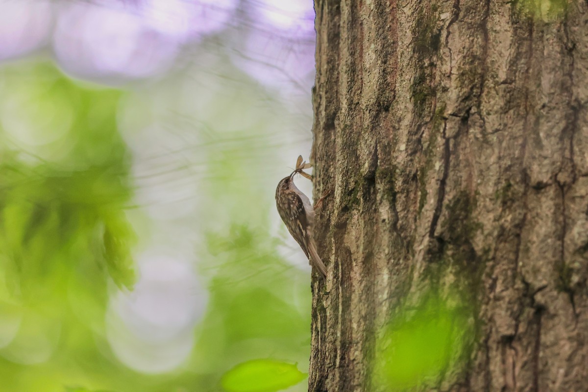 Brown Creeper - ML637678652