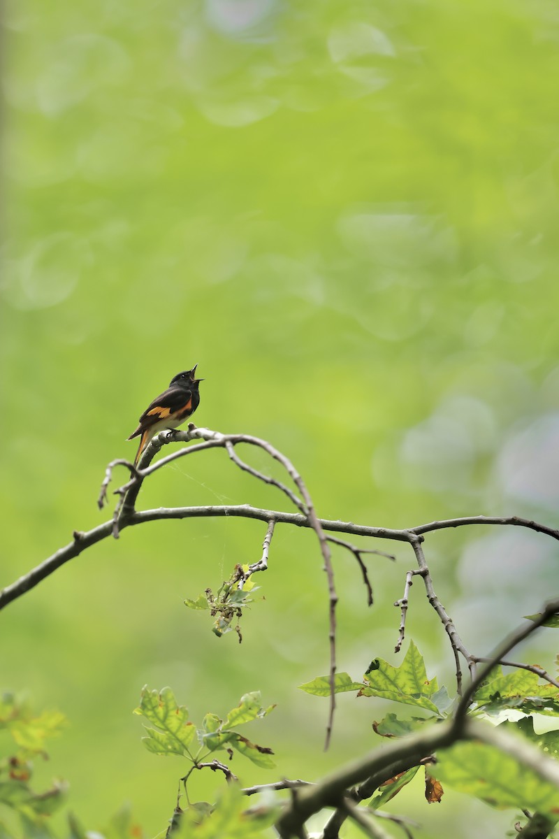American Redstart - ML637678657