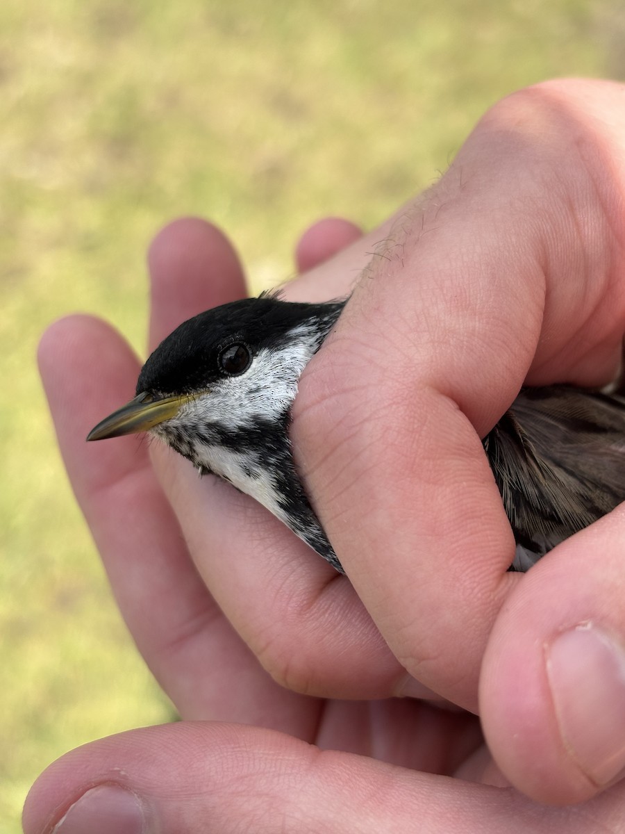 Blackpoll Warbler - ML637678677