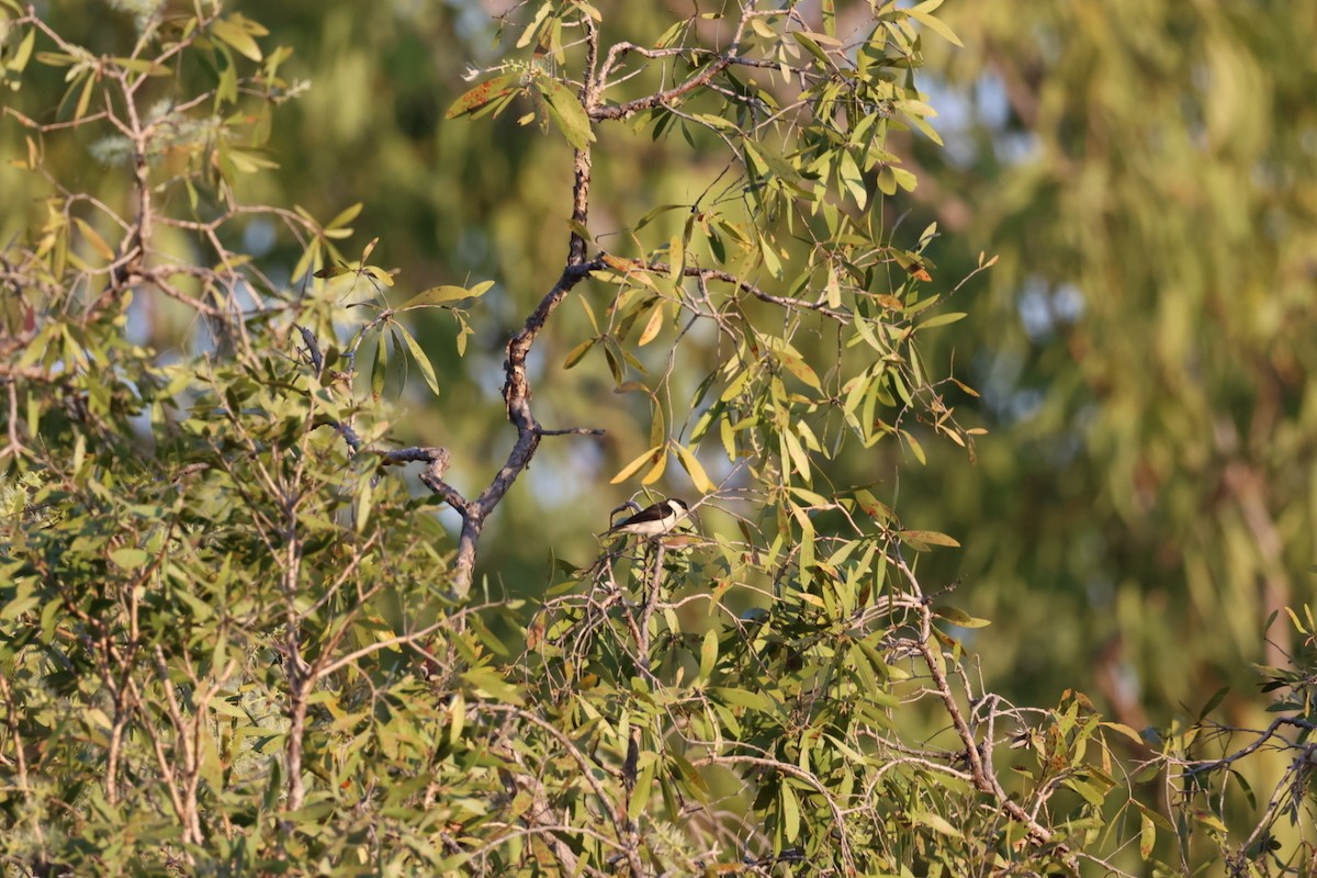 Banded Honeyeater - ML637678692