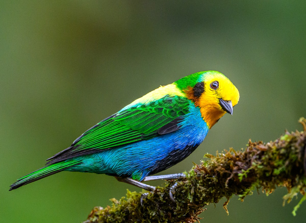 Multicolored Tanager - ML637678758