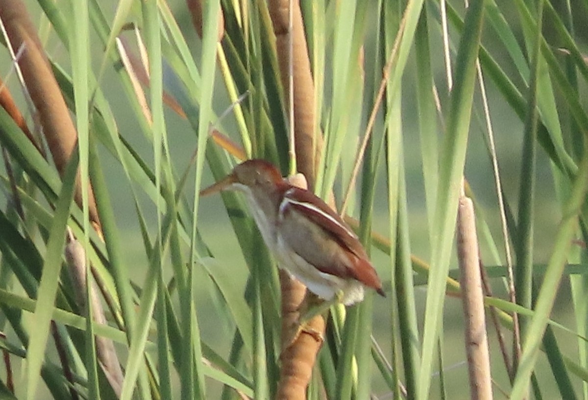 Least Bittern - ML637678759