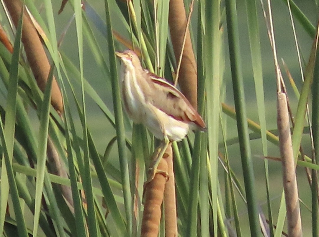 Least Bittern - ML637678760