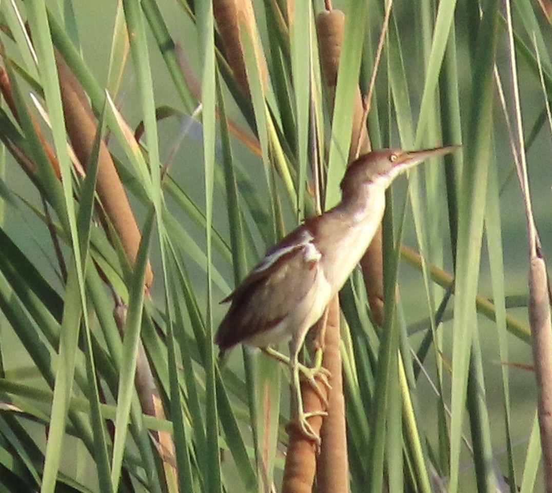 Least Bittern - ML637678761
