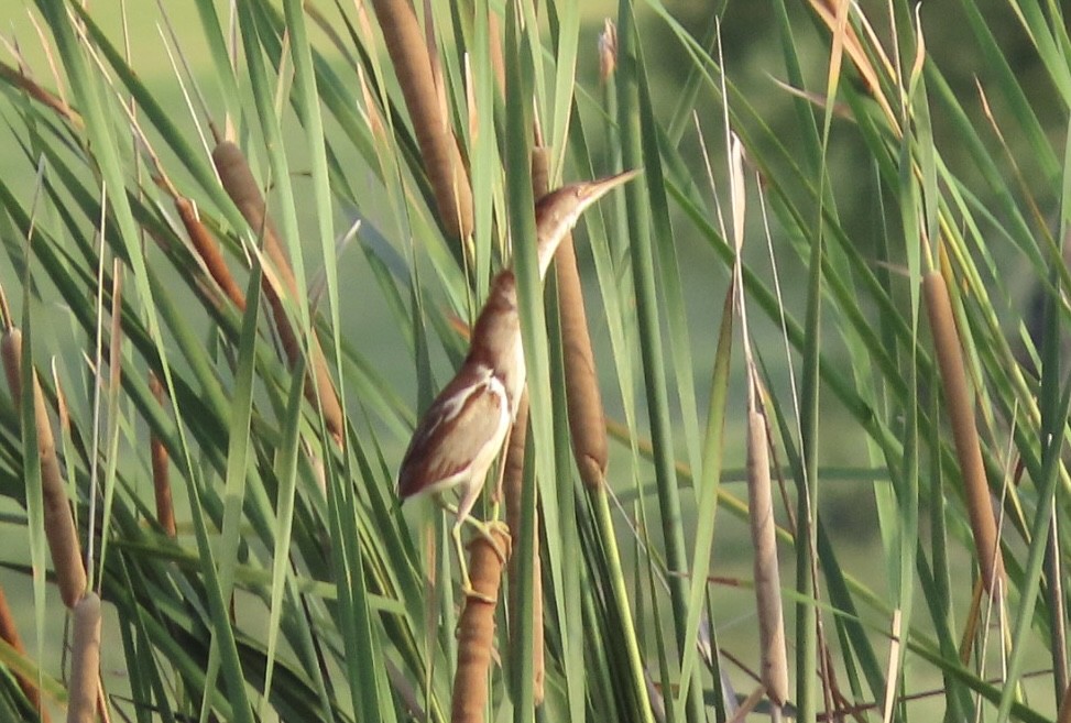 Least Bittern - ML637678762
