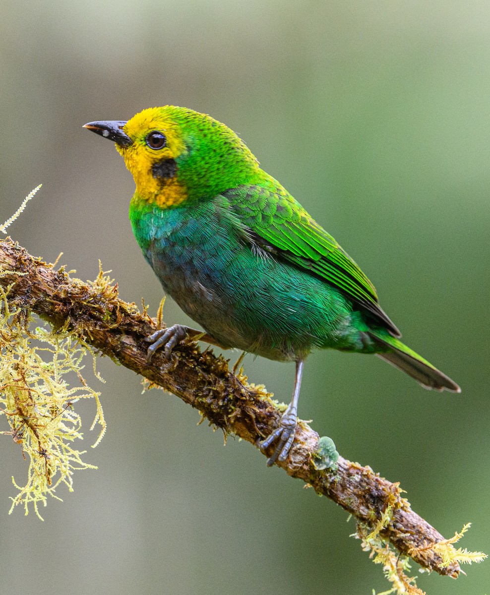 Multicolored Tanager - ML637678770